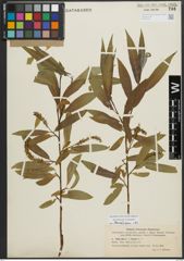 Foto von Salix alba L. x Salix fragilis L.